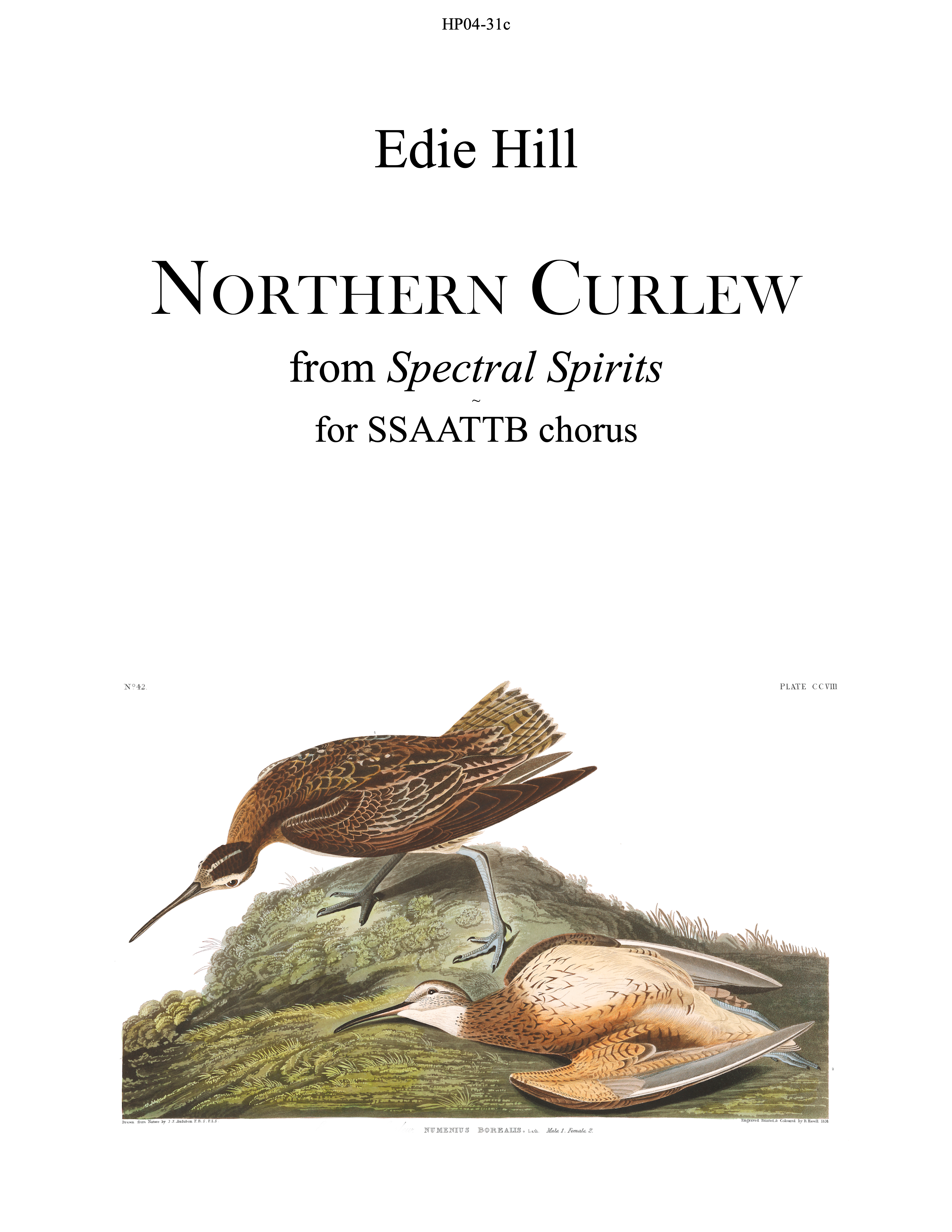 Northern Curlew